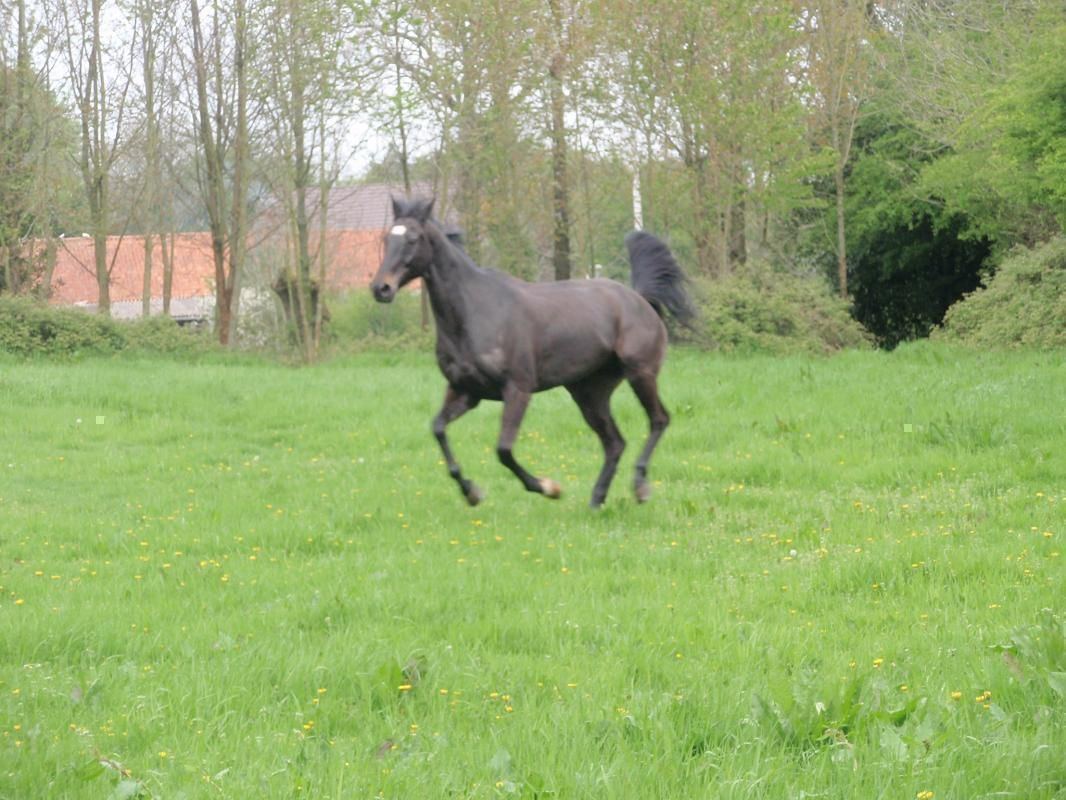 Un cheval au galop dans la pâture voisine des gîtes
