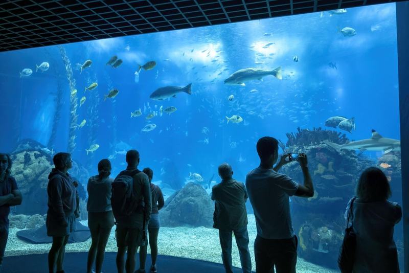 Visiteurs devant le grand bassin du centre national de la mer Nausicaá